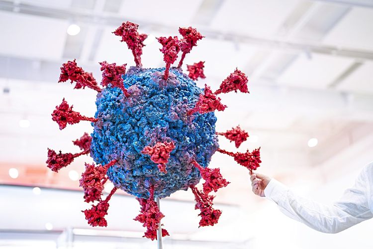 Modell eines Coronavirus im Naturhistorischen Museum