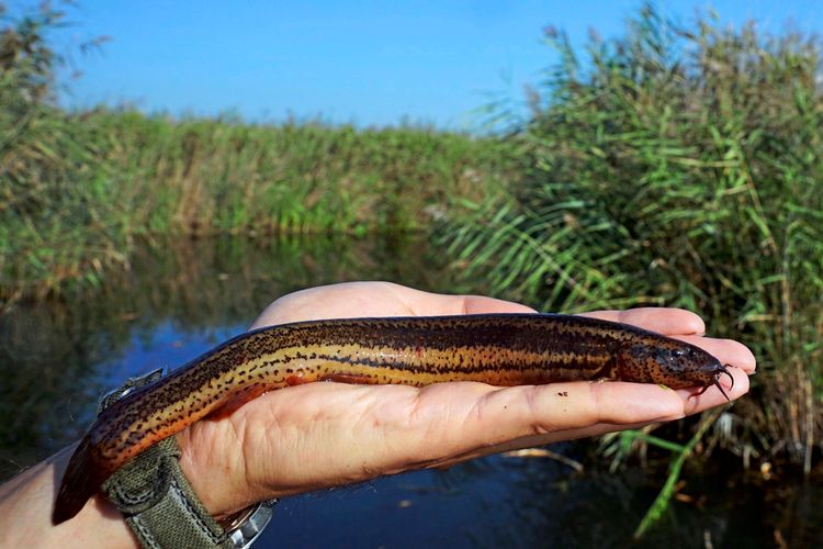 Ein Schlammpeitzger (Misgurnus fossilis) liegt auf einer ausgestreckten Hand. Der langgestreckte, schlanke Fisch hat eine braune, gemusterte Haut. Im Hintergrund sind Wasser und Schilf zu sehen.