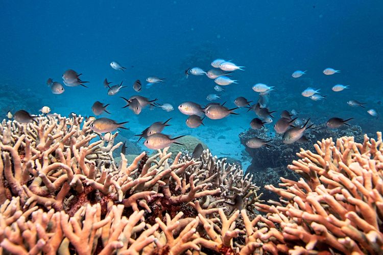 Korallenriffe, Fischbestände, Überfischung