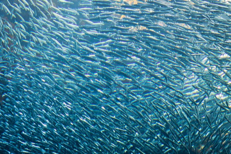 Ein dichter Schwarm kleiner, silberner Fische schwimmt unter Wasser in türkisfarbenem Licht.