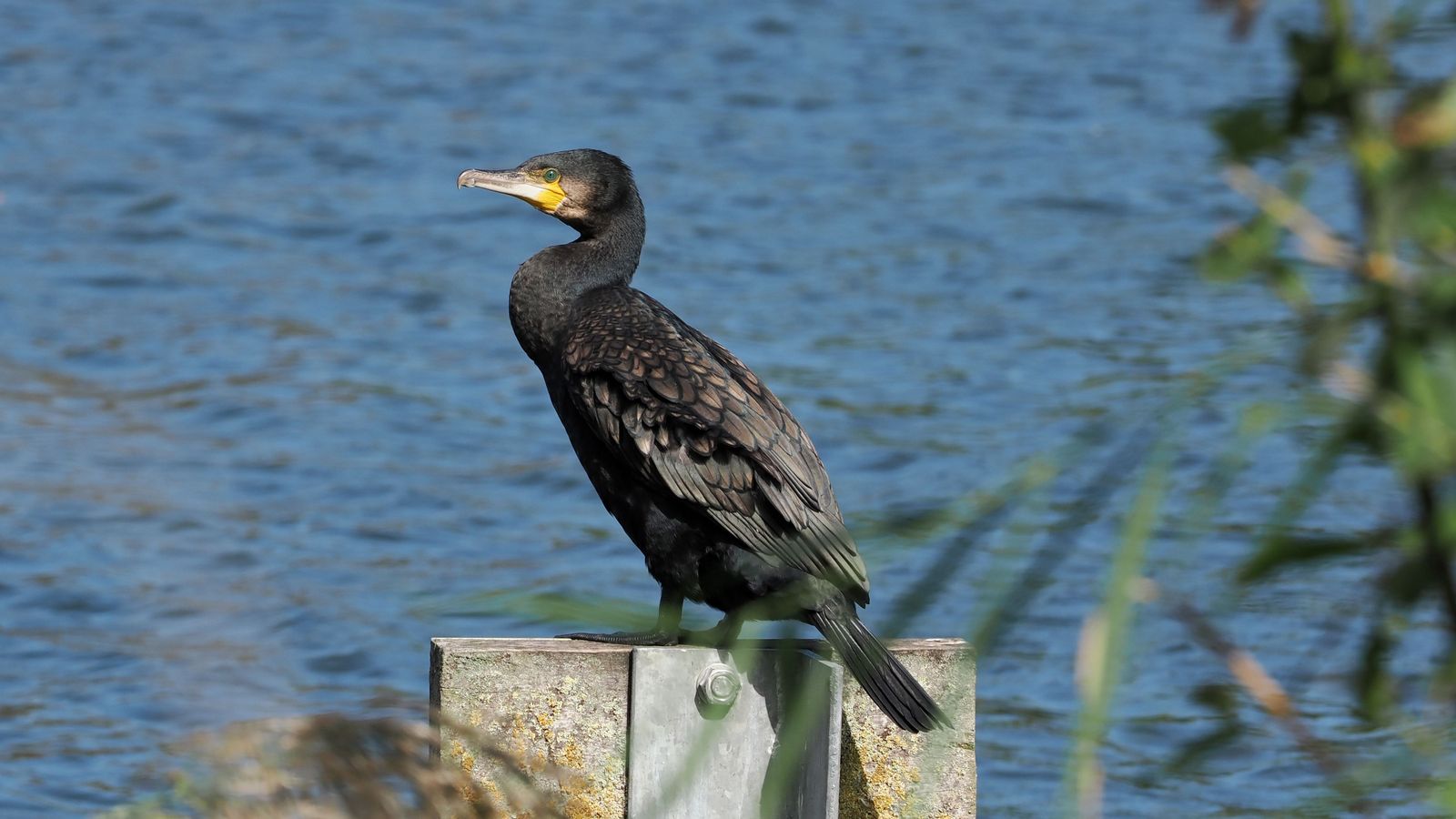 Das Bild zeigt einen schwarzen Vogel mit grünen Augen, der auf einem Betonpfeiler nahe am Wasser sitzt. Es handelt sich um einen Kormoran.
