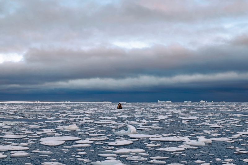Rekordeisschmelze im Meer rund um die Antarktis beunruhigt Fachleute