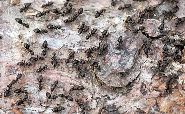 Der-wilde-Wald-wacht-auf