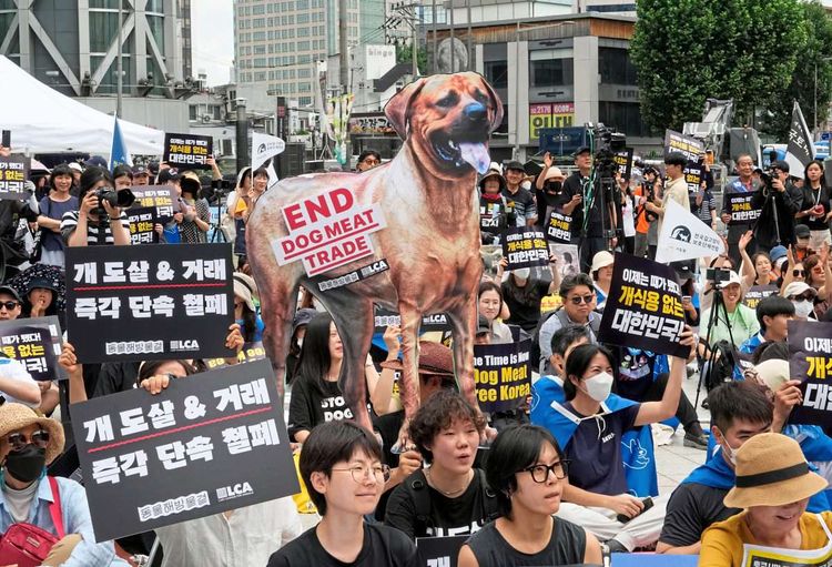 Protest gegen Hundefleisch