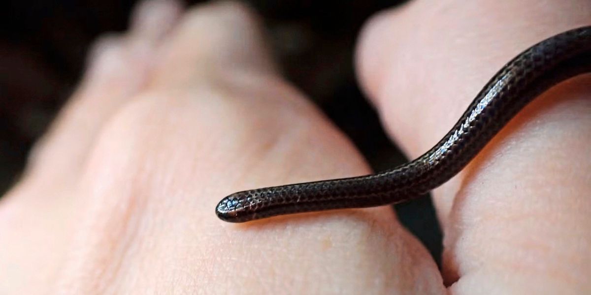 World's smallest snake rediscovered after 20 years