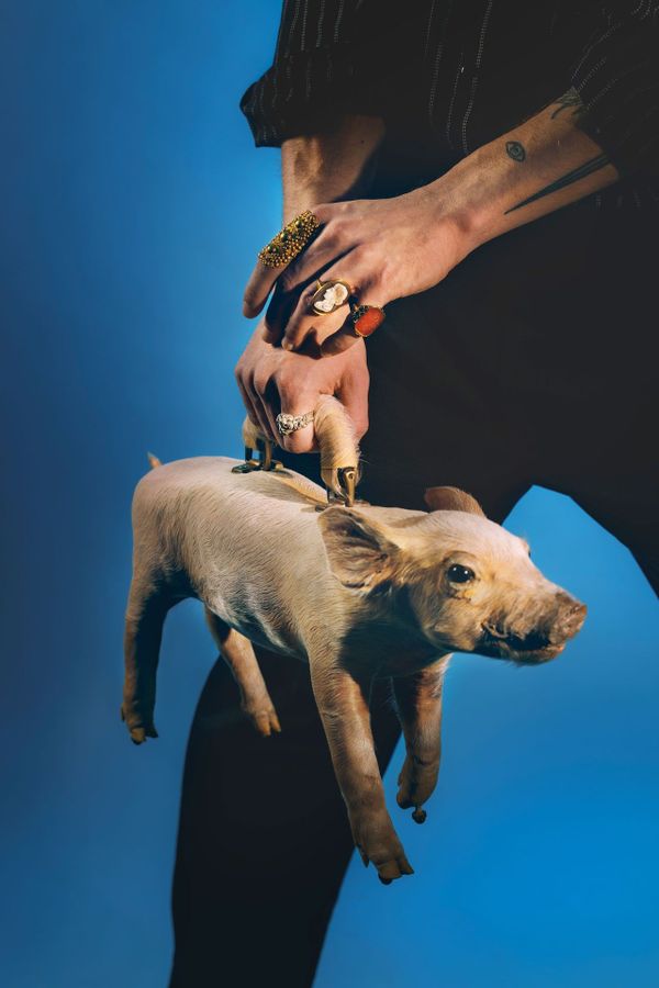 Das-Schwein-dabei-haben-