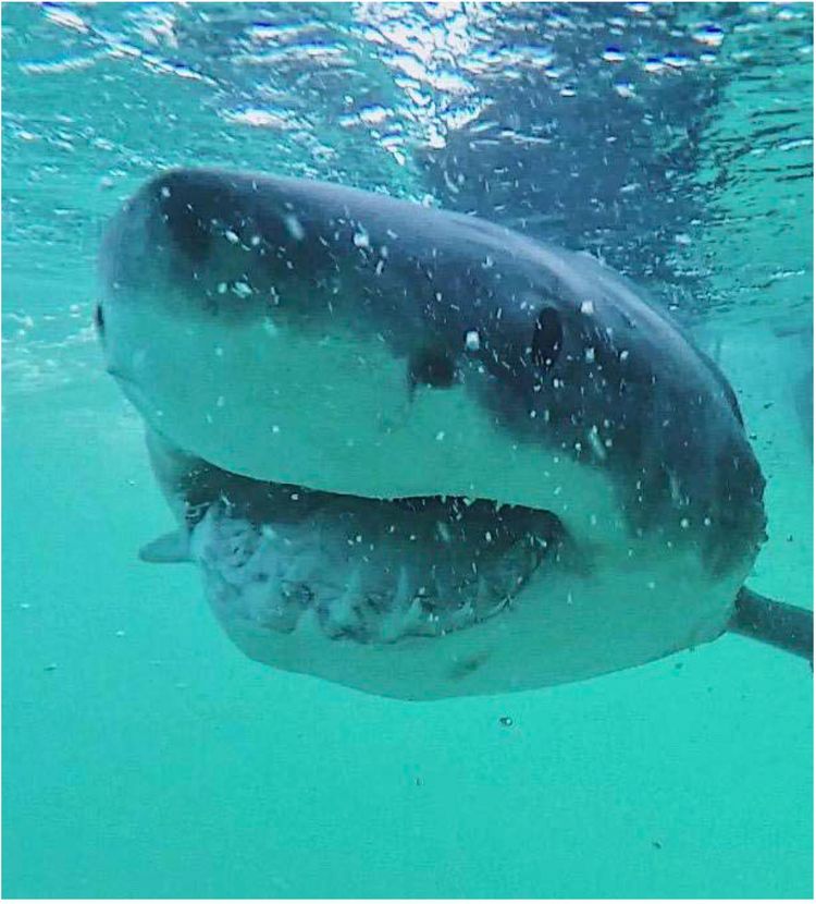 Speiseplan von Weißen Haien zeigt Überraschendes - Natur - derStandard
