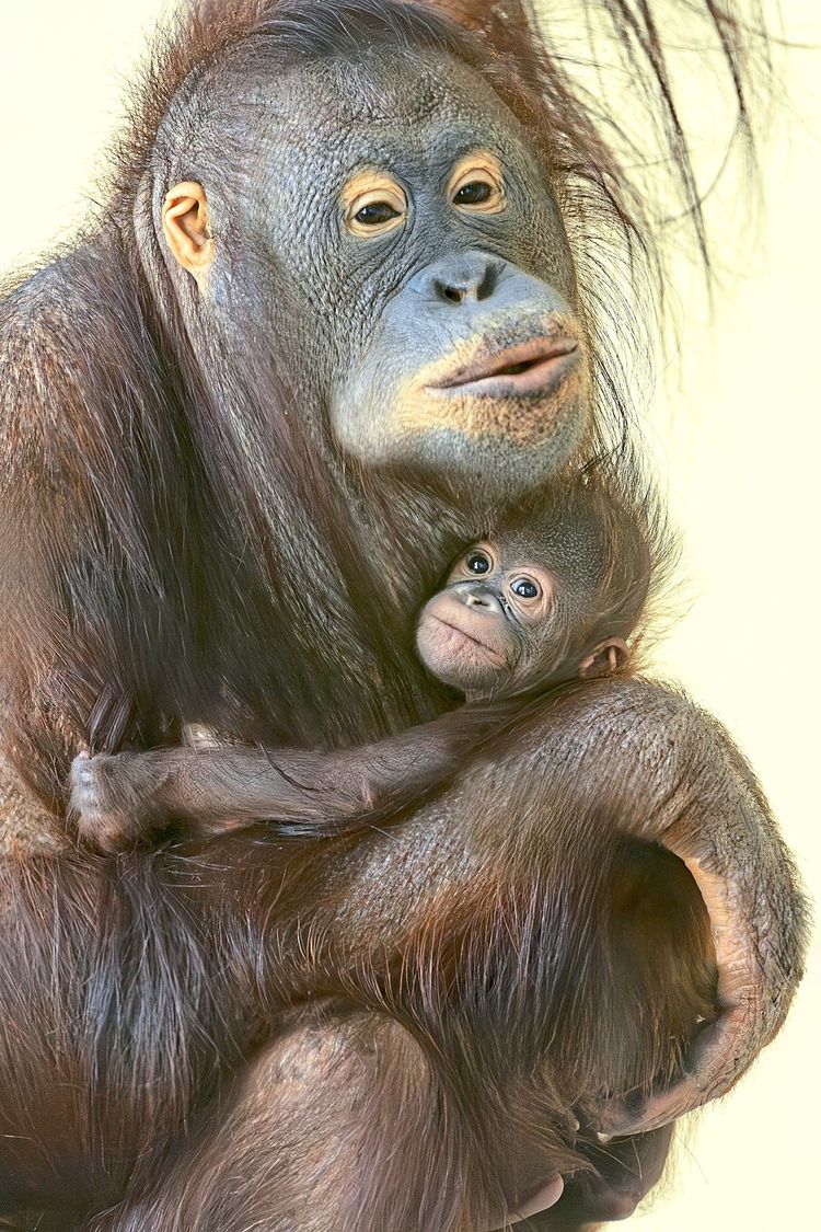 Das Orang-Utan-Weibchen mit ihrer Mutter im Zoo Schönbrunn