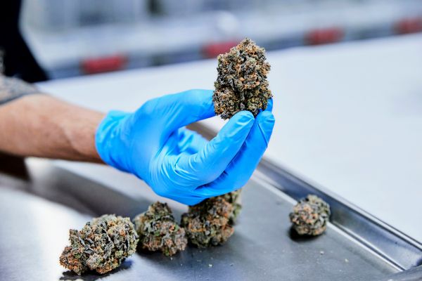 Review-of-Medical-Cannabis-Use-Finds-Little-Evidence-of-Benefit