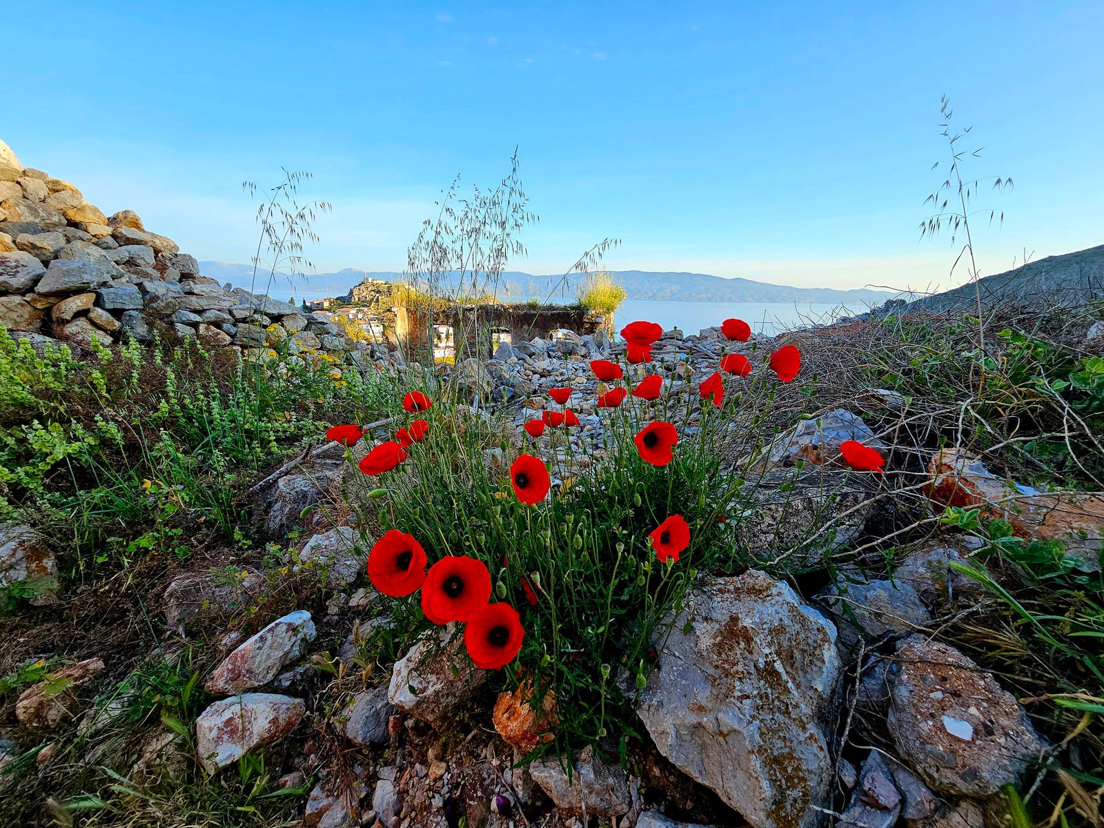 Mohnblumen auf einem Felsen, dahinter das Meer