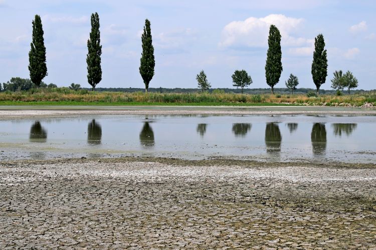 Ein teilweise ausgetrocknetes Flussbett an der March. Im niedrigen Wasser spiegeln sich hochgewachsene Bäume, vermutlich Zypressen, unter bewölktem Himmel.