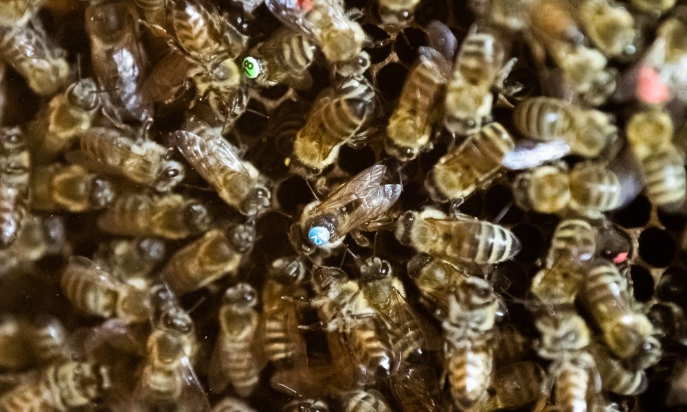 Die Sprache der Bienen ist noch komplexer als bisher gedacht