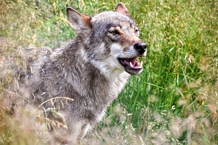 Guter Wolf Böser Wolf Naturschützer Gegen Almbauern Tiere