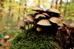 Erste Pilz-Weltkarte enthüllt das verblüffende Ausmaß unterirdischer Netzwerke Würde man das Geflecht entwirren, würde es eine Milliarde Mal von der Erde zur Sonne reichen. Es versorgt Pflanzen mit Mineralstoffen und transportiert enorme Mengen an CO₂ in den Boden