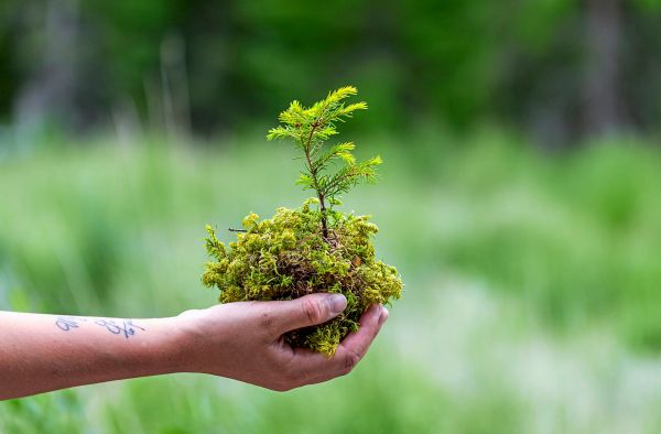 Aufforstung-gegen-den-Klimawandel-w-rde-die-Fl-che-Nordamerikas-ben-tigen