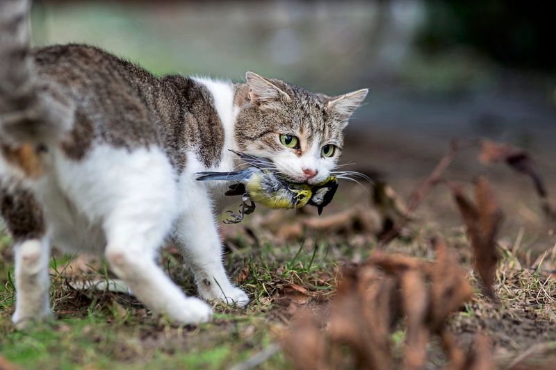 Hauskatzen sind eine Bedrohung für Vögel. Was kann man dagegen tun?