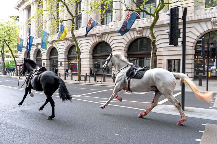 Ausgebrochene Pferde in  London-Aldwych