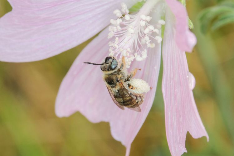 Malven-Langhornbiene (Weibchen) beim Pollensammeln in einer blassrosa Malvenblüte. Der Artenrückgang betrifft auch Wildbienen.