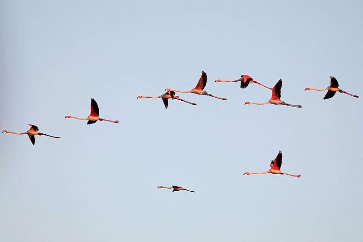 Vögel fliegen, Flamingos
