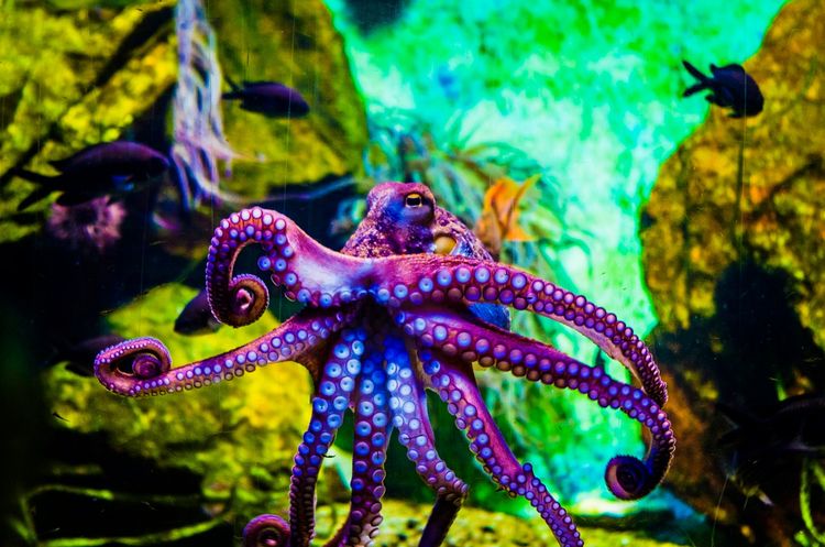 Ein lila Oktopus mit ausgebreiteten Tentakeln schwimmt in einem Meerwasseraquarium, umgeben von farbenfroher Unterwasserlandschaft und einigen Fischen.