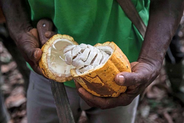 Ein Kakaobauer in Côte d'Ivoire hält eine geöffnete Kakaofrucht in den Händen. Die Schale ist gelb, innen sieht man die weiße Pulpe, in der auch die Kakaobohnen in einzelnen Kammern stecken.