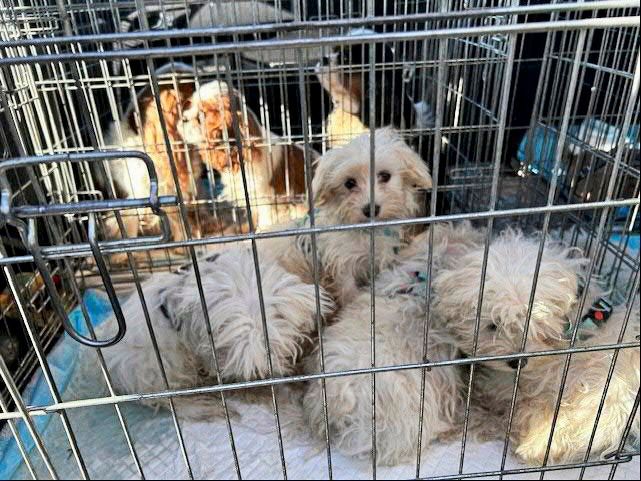 Mehr als 40 Tiere auf Wiener Parkplatz beschlagnahmt – Verdacht auf illegalen Handel