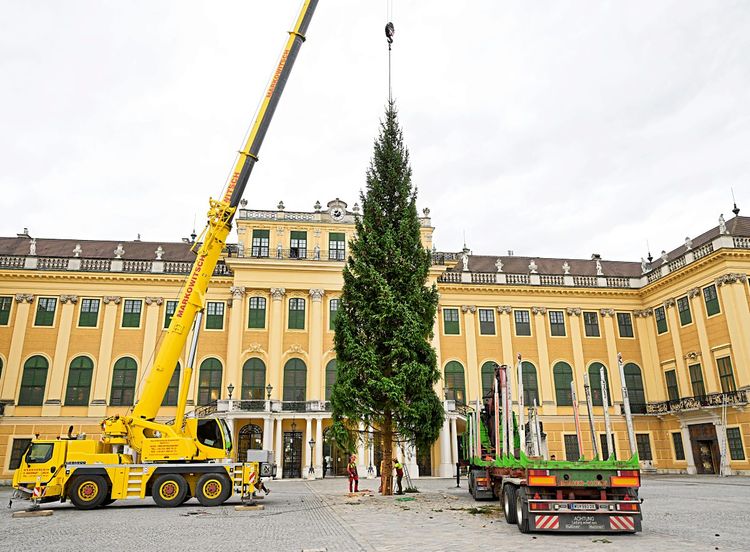 Weihnachtsbaum wird mit Kran vor Schloss Schönbrunn aufgestellt 