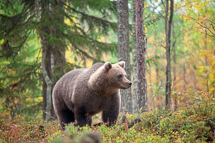 GOLDAU: Die Bären und Wölfe rücken näher zusammen