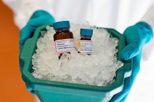 Kombination-von-Krebsmedikamenten-l-sst-M-use-um-ein-Drittel-l-nger-leben