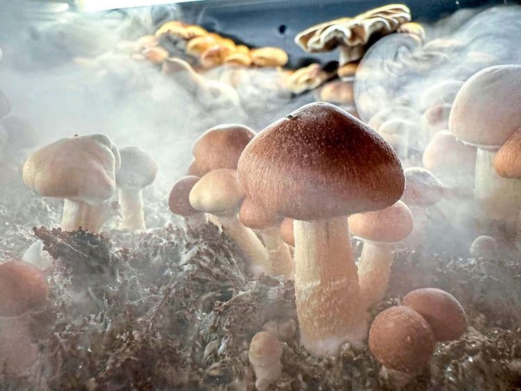 Pilze umgeben mit Sporenstaub