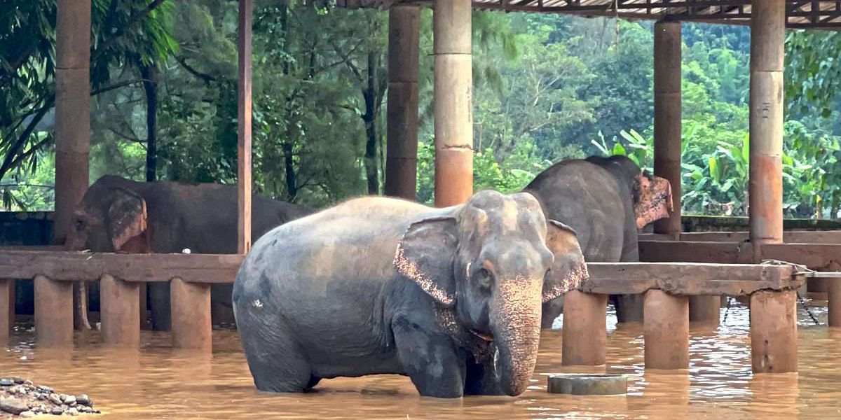 Day of “Darkness”: Elephants drowned in floods in Thailand – World Chronicle