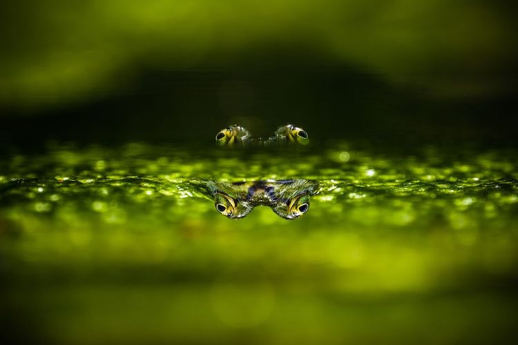 Dieses Bild wurde in einem Teich in der Nähe von Ladenburg, Deutschland, aufgenommen. Es wurde aus einem niedrigen Winkel aufgenommen, so dass die Reflexion der Augen des Frosches gerade noch sichtbar ist. 