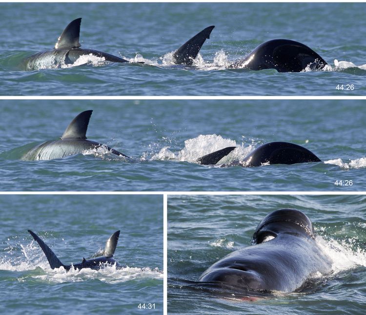 Mehrere Bilder eines Weißen Hais mit den typischen Flossen und einem Orca dahinter, von der Wasseroberfläche aus gesehen.
