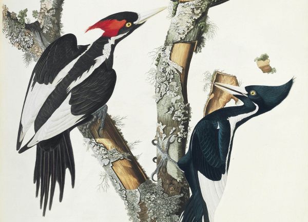 John James Audubon, gemeinfrei