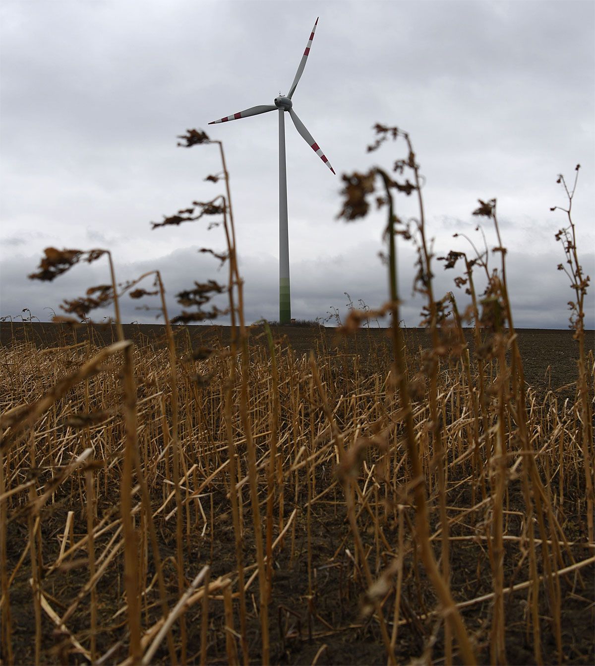 Windräder tragen angeblich zum Schwund der Insektenpopulationen bei ...