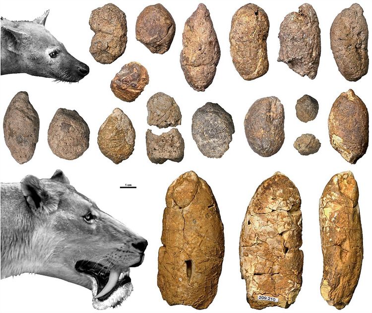 Versteinerte Exkremente von mehreren Zentimetern Länge in Grau- bis Gelbtönen, die urzeitlichen Hyänen und Säbelzahnkatzen zugeordnet wurden.