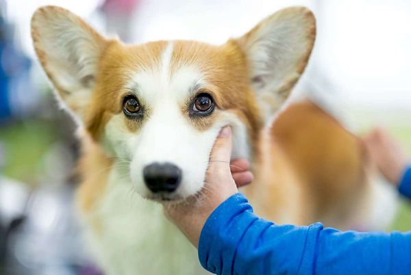 Wiens-erstes-Corgi-Caf-bereits-nach-einem-Monat-wieder-geschlossen