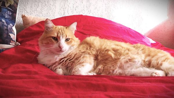 Gericht-in-Frankreich-verurteilt-Hauskatze-zum-Drinnenbleiben