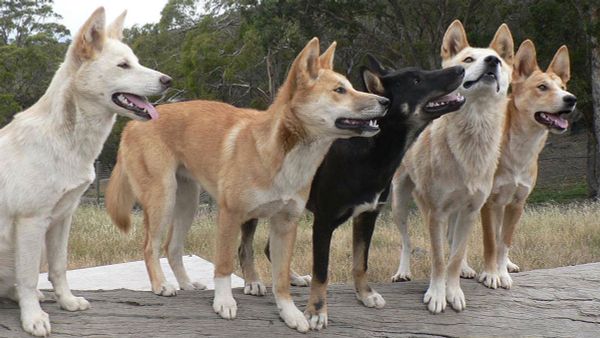 Foto: Lyn Watson/Australian Dingo Foundation