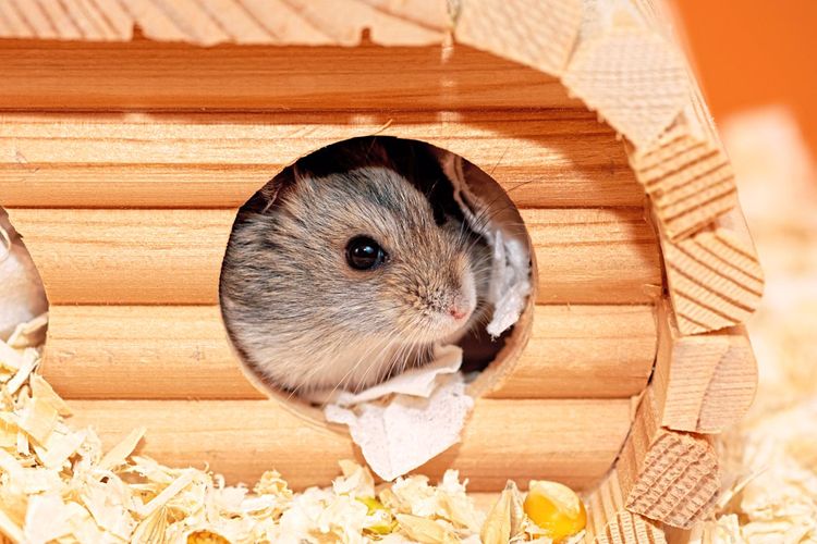 Ein Hamster schaut aus einem Häuschen inmitten von Sägespänen heraus