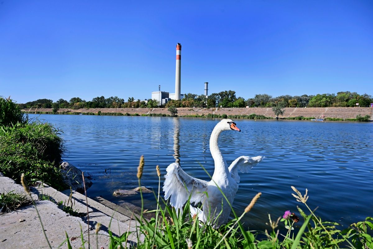 Ein Schwan mit ausgebreiteten Flügeln steht am Ufer eines Flusses. Im Hintergrund sind eine grüne Uferlandschaft, Bäume und ein Schornstein zu sehen. Der Himmel ist klar und blau.