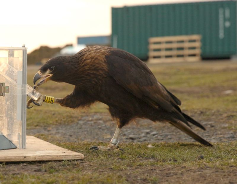 Ist das der intelligenteste Raubvogel des Planeten?