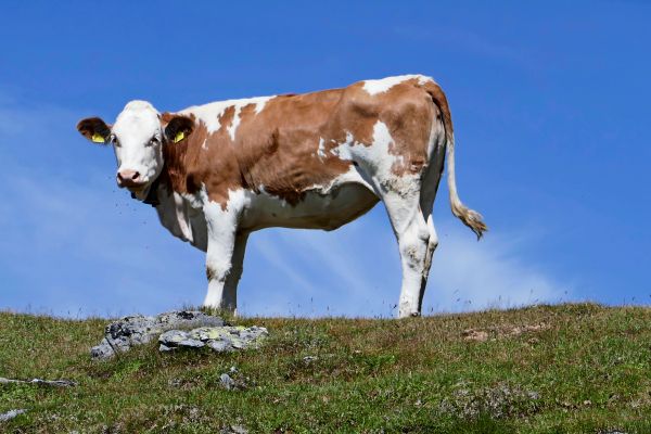 Manche-Begegnungen-mit-K-hen-enden-b-se-aber-ohne-sie-gibt-es-keinen-Almtourismus