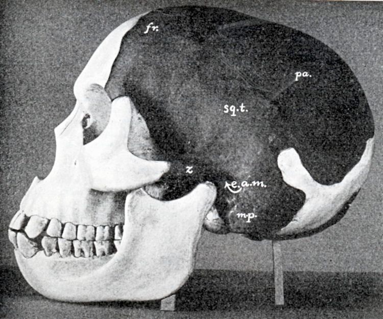 Seitenansicht einer Schädelknochenrekonstruktion: Hell sind die Modellteile der entdeckten zusammengesetzten Knochen, dunkel die fehlenden Teile.