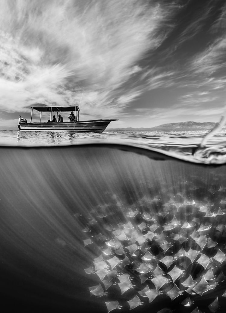 Martin Broens beeindruckende Schwarz-Weiß-Bilder, die die dynamischen Muster zeigen, die durch die Wanderung der Mobula-Rochen in Baja California in Mexiko entstehen, wurden in der Kategorie 