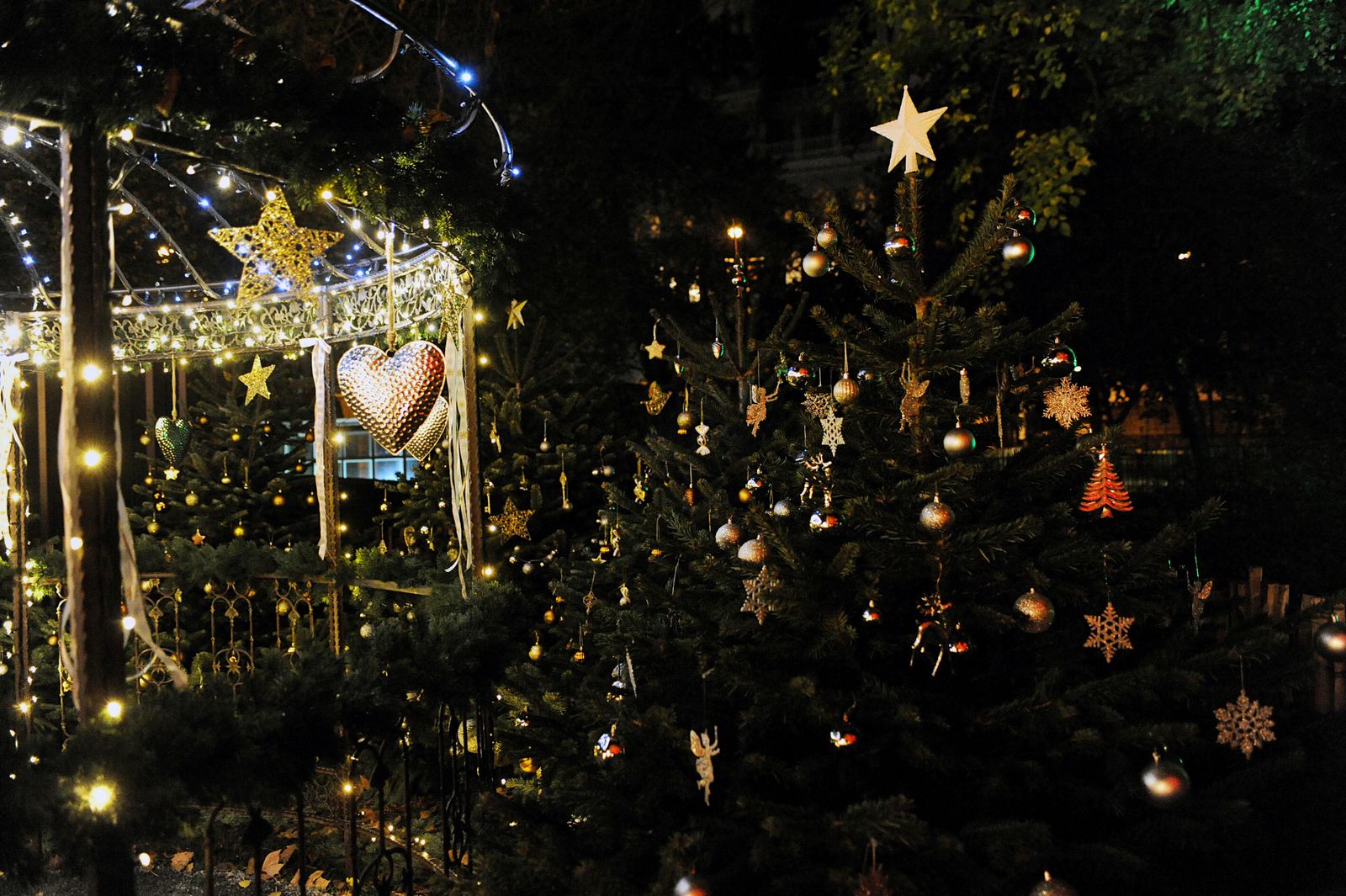 O Tannenbaum! In Wien startet der Christbaumverkauf Panorama