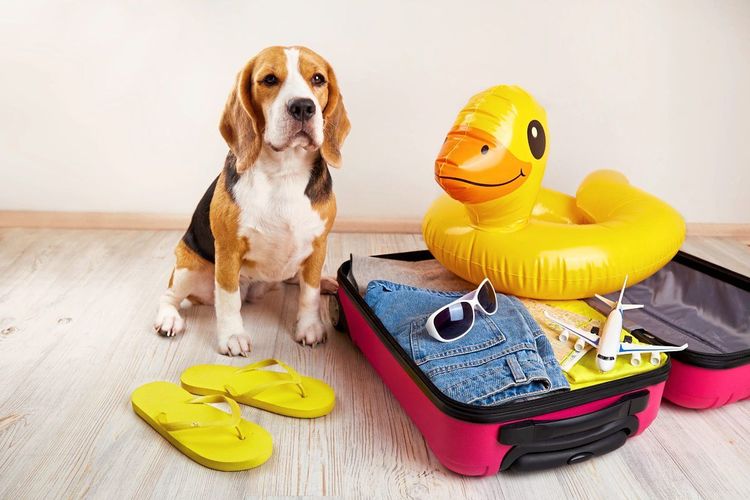 Ein kleiner Hund neben einem Koffer mit einer aufgeblasenen Badeente.