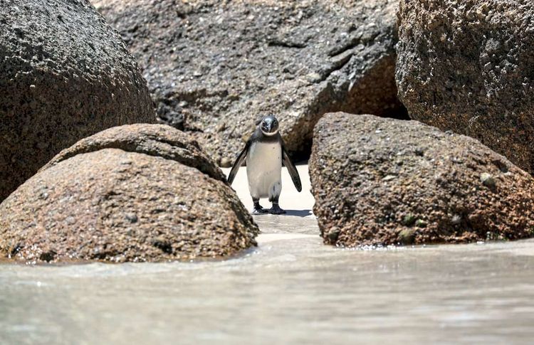 Der afrikanische Pinguin gilt als gefährdet.