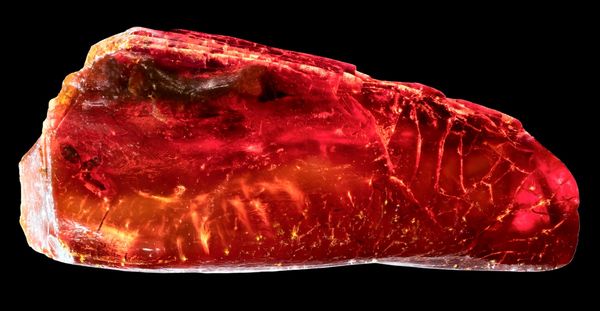 urzeit-ameise-in-goethes-bernstein-entdeckt