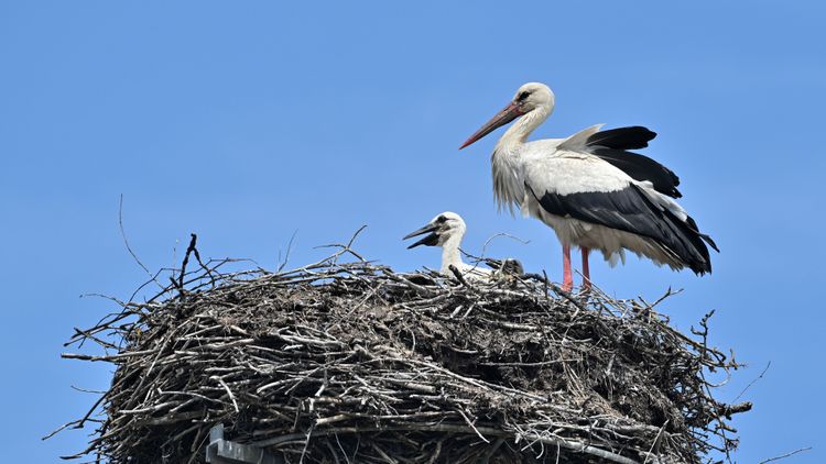 Ein erwachsener und ein junger Storch im Nest